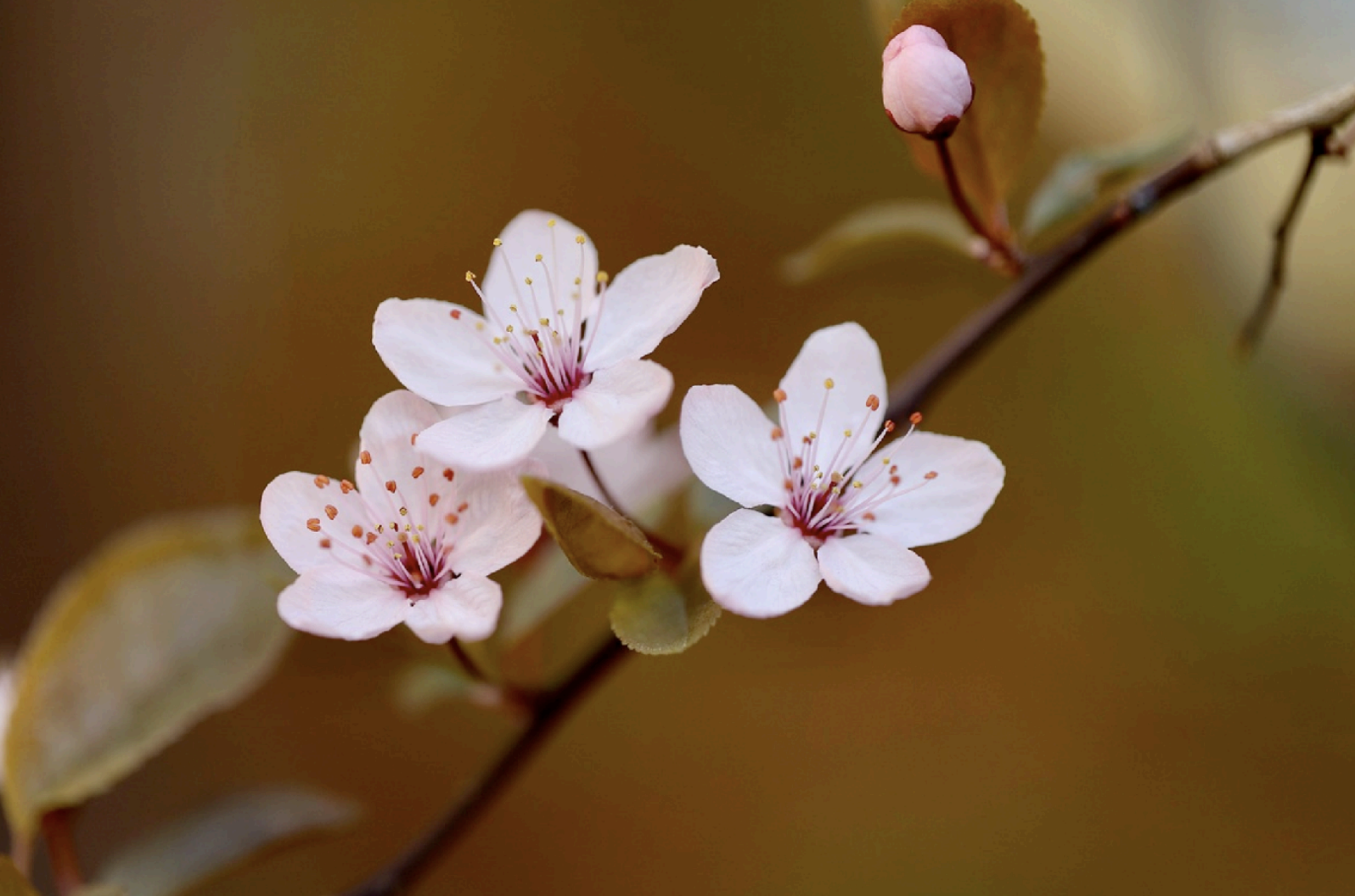 a beautiful plum pink flower